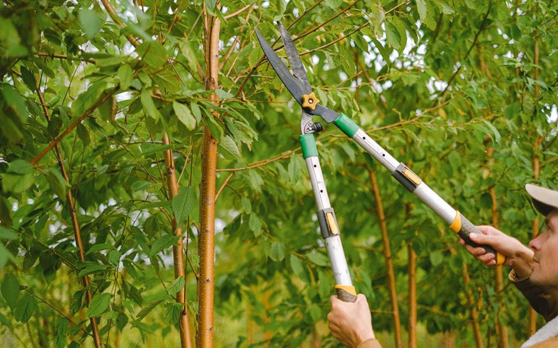 Tree trimming in Ukiah, CA